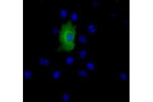 Immunofluorescence (IF) image for anti-Epoxide Hydrolase 2, Cytoplasmic (EPHX2) antibody (ABIN1500857) (EPHX2 Antikörper)