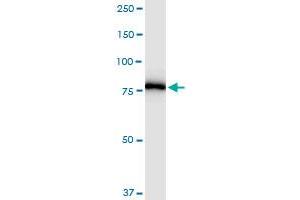 PNPT1 MaxPab rabbit polyclonal antibody. (PNPT1 Antikörper  (AA 1-783))