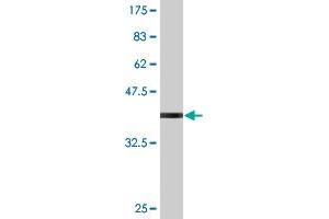 Western Blot detection against Immunogen (38. (AKAP7 Antikörper  (AA 2-115))