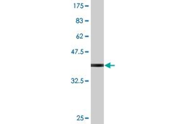 AKAP7 Antikörper  (AA 2-115)