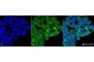 Immunocytochemistry/Immunofluorescence analysis using Mouse Anti-PP5 Monoclonal Antibody, Clone 12F7 . (PP5 Antikörper  (Atto 488))