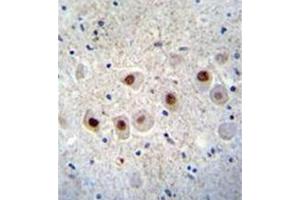 Formalin fixed and paraffin embedded human brain tissue stained with RBM14 Antibody (C-term) followed by peroxidase conjugation of the secondary antibody and DAB staining. (RBM14 Antikörper  (C-Term))