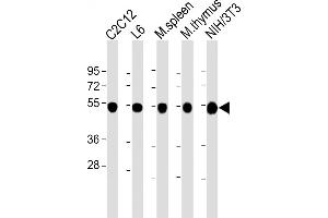 All lanes : Anti-beta Tubulin at 1:2000 dilution Lane 1: C2C12 whole cell lysate Lane 2: L6 whole cell lysate Lane 3: mouse spleen lysate Lane 4: mouse thymus lysate Lane 5: NIH/3T3 whole cell lysate Lysates/proteins at 20 μg per lane. (TUBB Antikörper  (AA 46-78))