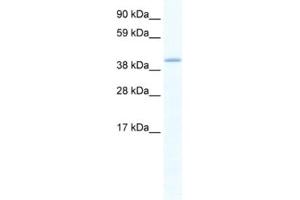 Western Blotting (WB) image for anti-GATA Binding Protein 5 (GATA5) antibody (ABIN2461433) (GATA5 Antikörper)