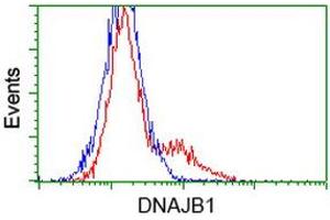 Image no. 2 for anti-DnaJ (Hsp40) Homolog, Subfamily B, Member 1 (DNAJB1) antibody (ABIN1498736) (DNAJB1 Antikörper)