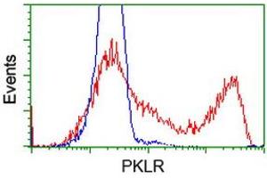 HEK293T cells transfected with either RC206455 overexpress plasmid (Red) or empty vector control plasmid (Blue) were immunostained by anti-PKLR antibody (ABIN2453474), and then analyzed by flow cytometry. (PKLR Antikörper)