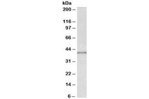 Western blot testing of MCF7 lysate with IDH3G antibody at 0. (IDH3G Antikörper)