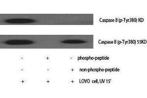 Western Blotting (WB) image for anti-Caspase 8 (CASP8) (pTyr380) antibody (ABIN3173070) (Caspase 8 Antikörper  (pTyr380))