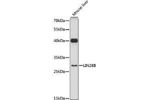 Western blot analysis of extracts of mouse liver, using LIN28B antibody (ABIN6131865, ABIN6143240, ABIN6143242 and ABIN6216782) at 1:3000 dilution. (LIN28B Antikörper  (AA 161-250))