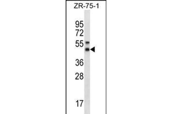 Syntaxin 5 Antikörper  (AA 180-209)