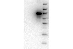 Western Blot of Mouse monoclonal anti-AKT3 antibody. (AKT3 Antikörper  (Internal Region) (FITC))