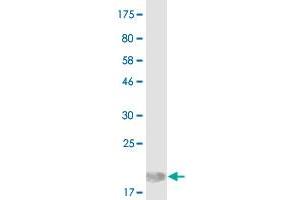 Western Blot detection against Immunogen (15. (ICOSLG Antikörper  (AA 18-135))