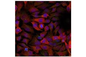 Image no. 3 for anti-Cyclin-Dependent Kinase 1 (CDK1) (Tyr15) antibody (ABIN197483) (CDK1 Antikörper  (Tyr15))