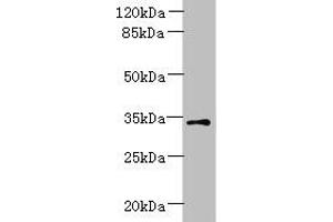 Western blot All lanes: ZDHHC3 antibody at 1. (ZDHHC3 Antikörper  (AA 94-171))