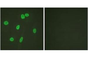 Immunofluorescence (IF) image for anti-Histone 3 (H3) (AA 15-34) antibody (ABIN2890741) (Histone 3 Antikörper  (AA 15-34))