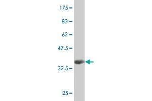 Western Blot detection against Immunogen (36. (DND1 Antikörper  (AA 167-260))