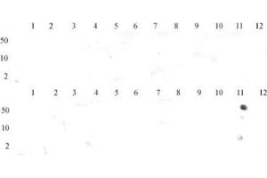 Dot Blot (DB) image for anti-Histone 3 (H3) (H3K36me3) antibody (ABIN2668403)