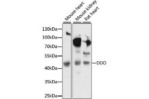 Western blot analysis of extracts of various cell lines, using DDO antibody (ABIN7266670) at 1:1000 dilution. (DDO Antikörper  (AA 1-369))