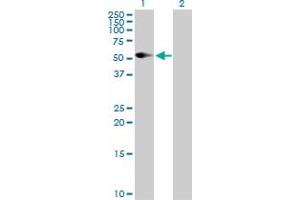 Western Blot analysis of CD86 expression in transfected 293T cell line by CD86 MaxPab polyclonal antibody. (CD86 Antikörper  (AA 1-329))