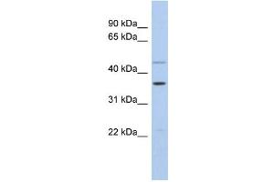 WB Suggested Anti-FOS Antibody Titration:  0. (c-FOS Antikörper  (Middle Region))