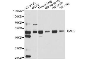 Western blot analysis of extracts of various cell lines, using BAG5 antibody. (BAG5 Antikörper)