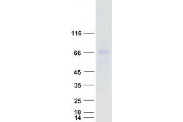 ACCN1 Protein (Transcript Variant 2) (Myc-DYKDDDDK Tag)