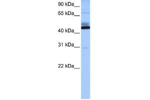 WB Suggested Anti-C15orf27 Antibody Titration: 0. (C15orf27 Antikörper  (Middle Region))