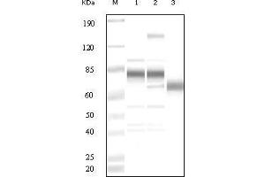 Western blot analysis using anti-KSHV ORF8 polyclonal antiobdy against uninduced BCBL1 cell lysate (1), TPA induced BCBL1 cell lysate(2) and purified virion (3). (KSHV ORF8 Antikörper)