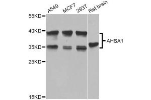 Western blot analysis of extracts of various cell lines, using AHSA1 Antibody. (AHSA1 Antikörper)