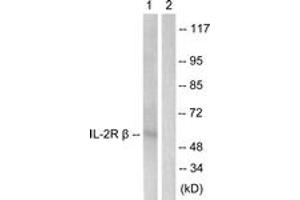 Western Blotting (WB) image for anti-Interleukin 2 Receptor, beta (IL2RB) (AA 331-380) antibody (ABIN2888883) (IL2 Receptor beta Antikörper  (AA 331-380))