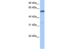 WB Suggested Anti-PAX3 Antibody Titration:  0. (Paired Box 3 Antikörper  (N-Term))