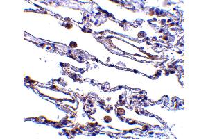 Immunohistochemistry (IHC) image for anti-TRAF3 Interacting Protein 2 (TRAF3IP2) (C-Term) antibody (ABIN1030336) (TRAF3IP2 Antikörper  (C-Term))