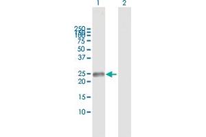 Western Blot analysis of TNFRSF18 expression in transfected 293T cell line by TNFRSF18 MaxPab polyclonal antibody. (TNFRSF18 Antikörper  (AA 1-241))