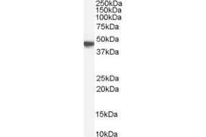 Image no. 1 for anti-Muscarinic Acetylcholine Receptor M1 (CHRM1) (C-Term) antibody (ABIN374726) (CHRM1 Antikörper  (C-Term))