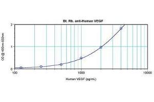 Image no. 2 for anti-Vascular Endothelial Growth Factor A (VEGFA) antibody (Biotin) (ABIN465472) (VEGFA Antikörper  (Biotin))