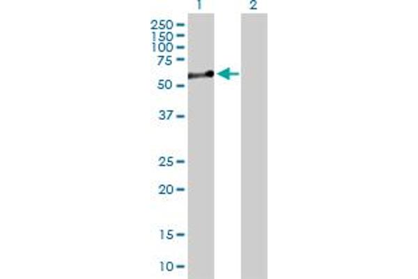 Nucleobindin 1 Antikörper  (AA 1-461)