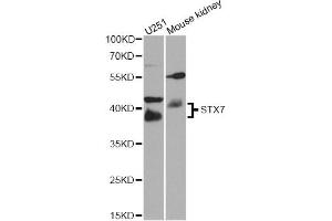 Western blot analysis of extracts of various cell lines, using STX7 antibody (ABIN5974647) at 1/1000 dilution. (Syntaxin 7 Antikörper)
