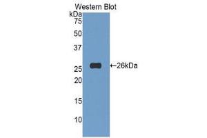 Western Blotting (WB) image for anti-Tumor Necrosis Factor (Ligand) Superfamily, Member 14 (TNFSF14) (AA 62-240) antibody (ABIN1860808) (TNFSF14 Antikörper  (AA 62-240))