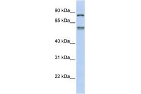 TRIM50 Antikörper  (AA 360-409)