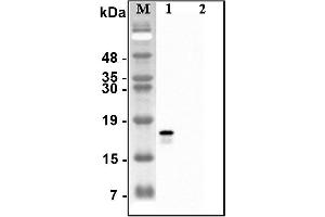 Western blot analysis of recombinant human CTRPs using anti-CTRP2 (human), pAb  at 1:4,000 dilution. (C1QTNF2 Antikörper)