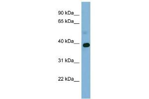 GAPDH antibody used at 1 ug/ml to detect target protein. (GAPDH Antikörper  (Middle Region))