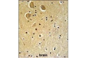 FA1 Antibody (Center) (ABIN651364 and ABIN2840202) IHC analysis in formalin fixed and paraffin embedded human brain tissue followed by peroxidase conjugation of the secondary antibody and DAB staining. (FAM92A1 Antikörper  (AA 113-141))