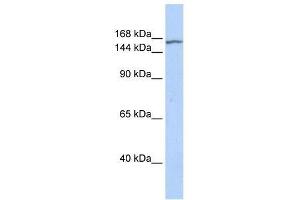 EHMT2 antibody used at 0. (EHMT2 Antikörper  (N-Term))