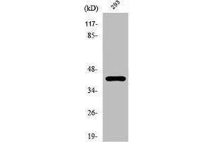 Western Blot analysis of 293 cells using PKA Iα reg Polyclonal Antibody (PRKAR1A Antikörper  (C-Term))