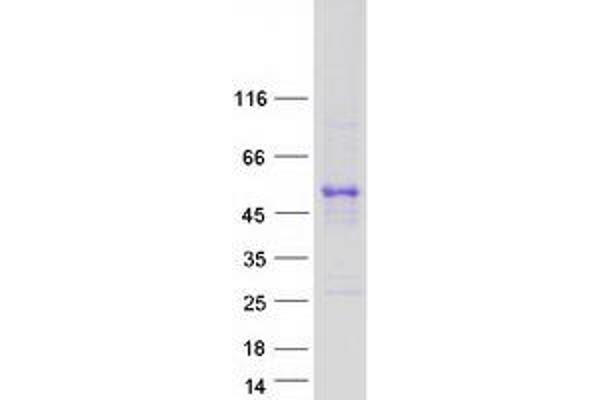 TAPBP Protein (Transcript Variant 1) (Myc-DYKDDDDK Tag)