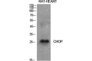 Western Blot analysis of various cells using CHOP Polyclonal Antibody diluted at 1:1000. (DDIT3 Antikörper  (AA 60-140))