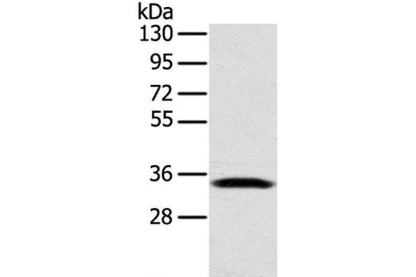 Syntaxin 11 Antikörper