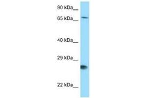 Image no. 1 for anti-BCL2-Associated Athanogene (BAG1) (AA 75-124) antibody (ABIN6748116) (BAG1 Antikörper  (AA 75-124))