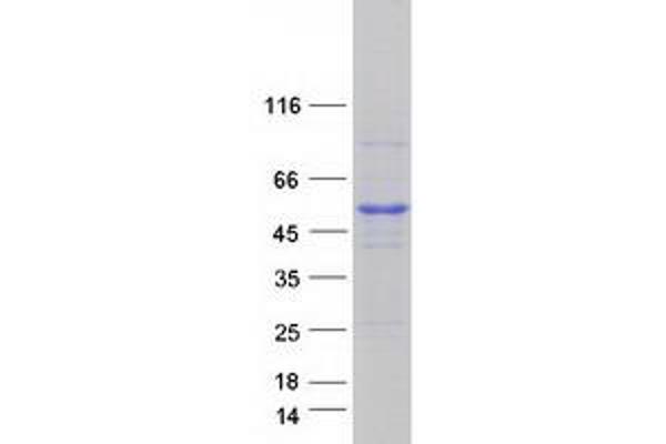 GTR2 Protein (Myc-DYKDDDDK Tag)