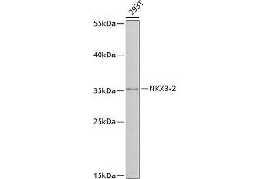 Western blot analysis of extracts of 293T cells, using NKX3-2 antibody  at 1:3000 dilution. (NKX3-2 Antikörper  (AA 1-180))